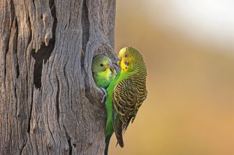 budgerigah
