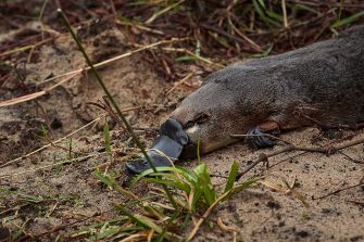 UNSW platypus rewilding research program.