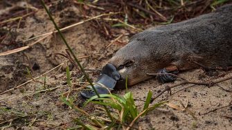 UNSW platypus rewilding research program.