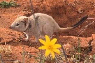 Crest-tailed Mulgara in desert wildflower in foreground