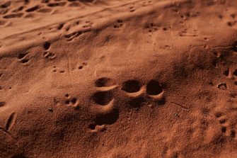 Shark Bay Bandicoot tracks