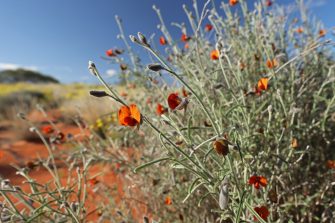 Desert flowers
