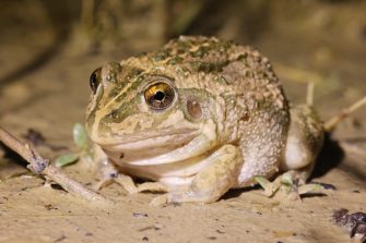 Knife-footed Frog (Cyclorana cultripes)