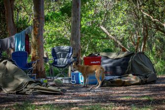 Dingo Camping 