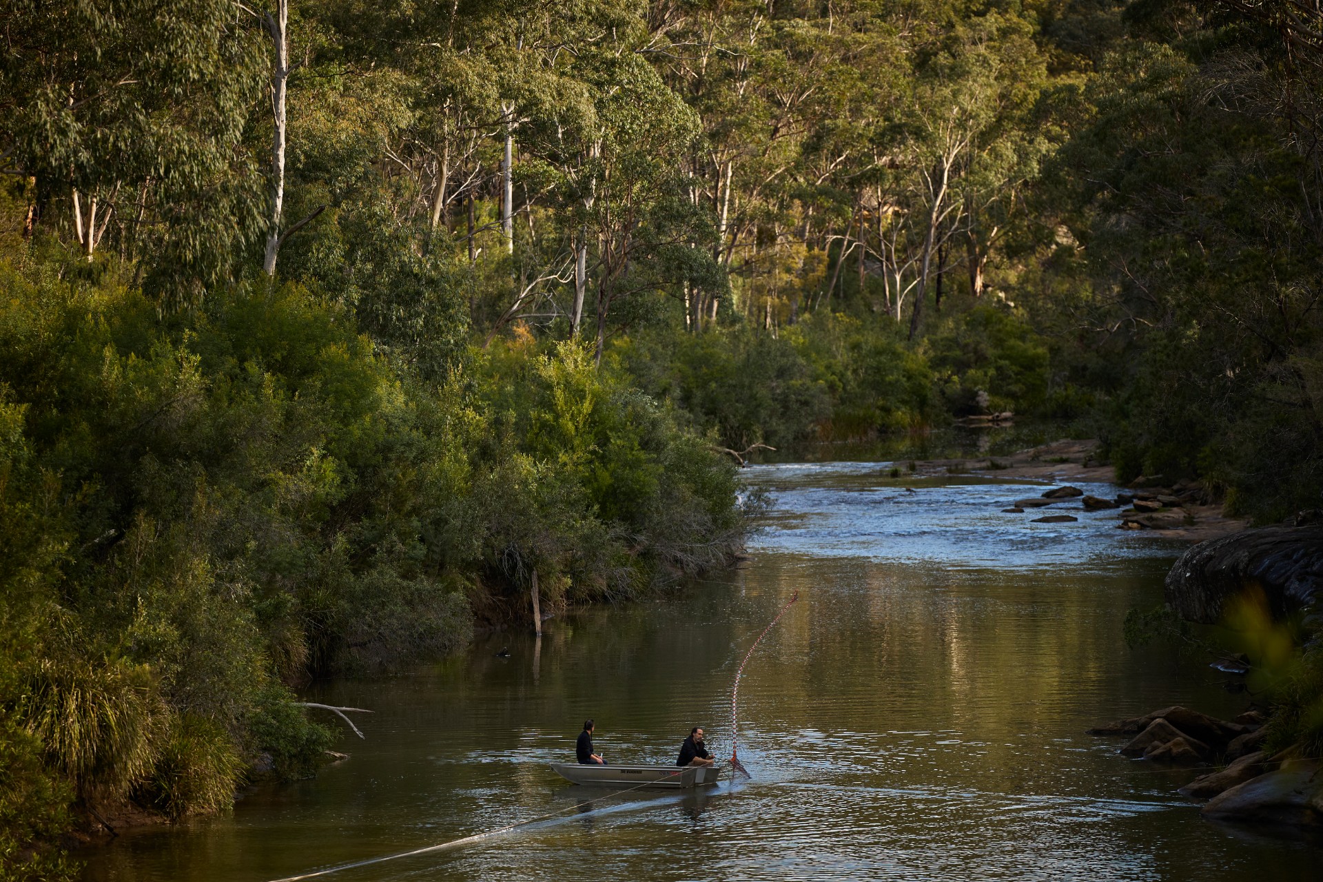 Capturing platypus for release at the Royal National Park Park, Sydney NSW