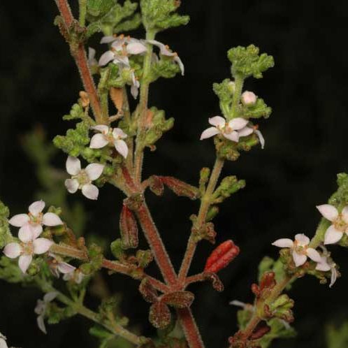 zieria obcordata