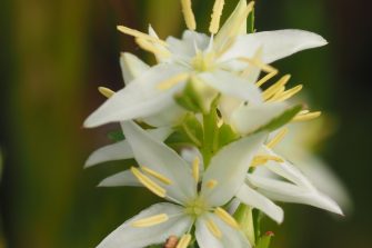 2025_09_Threatened_species