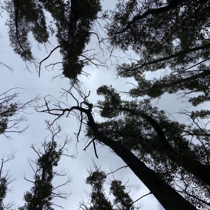 2025-07-MW11-extreme-burn-canopy2