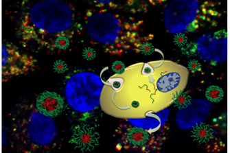 Schematic presentation of endocytosis and exocytosis of uncrosslinked and crosslinked micelles