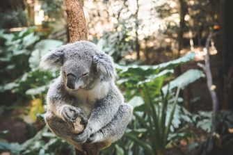 Koala