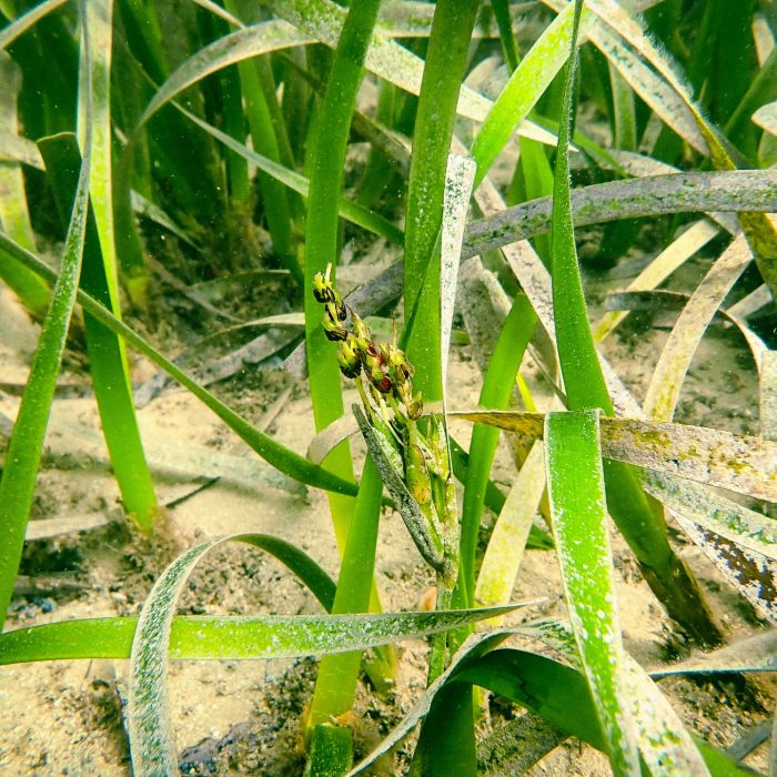 Seagrass