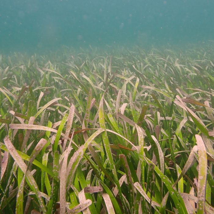 Seagrass