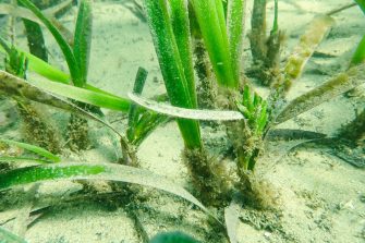 Seagrass