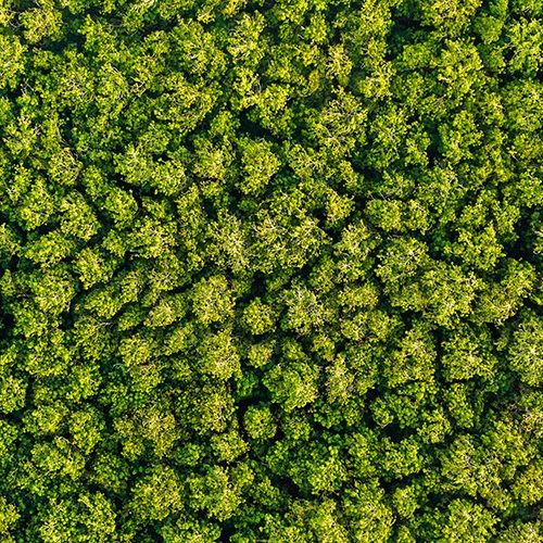 Aerial view Trees in the forest top view aerial rainforest ecosystem And healthy environment concept and background texture of forest view green trees from above text copy spac. Banner panorama