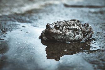 Cane toad in puddle