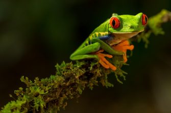 colourful frog on green branch
