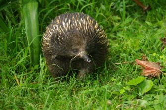 Australian Echidna in green wet grass