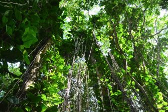 looking up at tropical trees in the rainforest