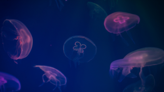 Integrated-micro-macro-biology