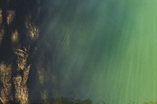 Overhead view of seaweed in water with sun rays
