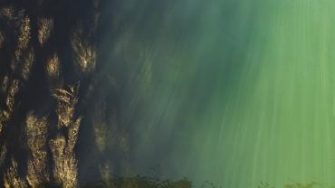 Overhead view of seaweed in water with sun rays
