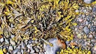 Andrew Buchanan profile portrait