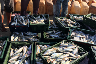 fisheries-and-coastal-management