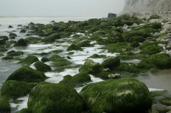 Friend and/or foe: the role of fungi in health and disease emergence in marine ecosystems.