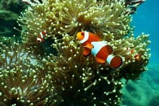 aquarium-aquatic-clown-fish