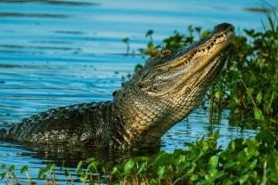 crocodile