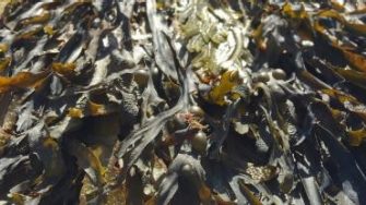 Lauren Probyn profile portrait