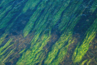 Deciphering the mechanism of microbial disease progression in marine macroalgae
