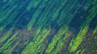 macroalgae-john-mark-arnold