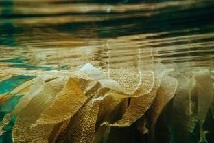 Kelp floating on the surface of water