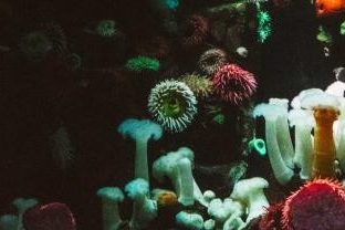 Scientia PhD Scholarship: Novel microbial processes that support life in the deep ocean