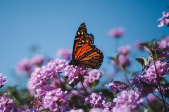Close up of orange butterfly on purple flowers
