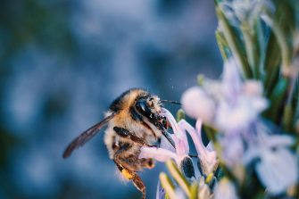 Close up of bee on purple flower