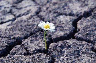 Flower has grown in arid cracked barren soil