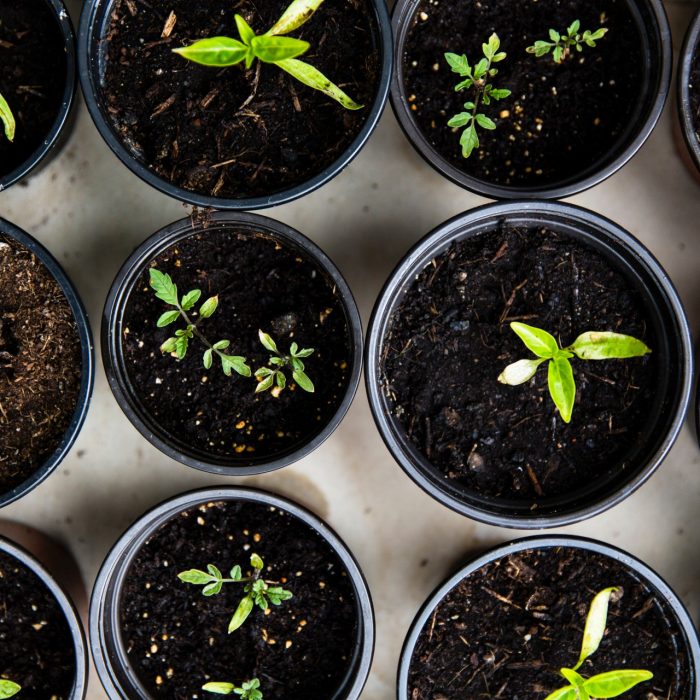 aerial view of young potted plants