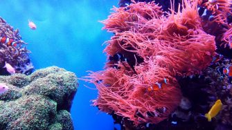 bright coral reef with fish