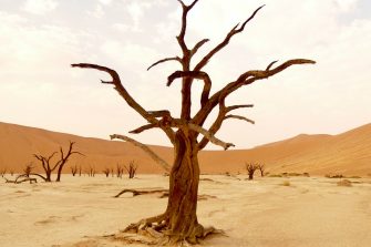 tree in desert