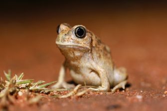 Desert Trilling Frog