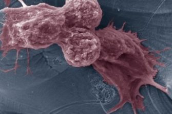 microscopic structure