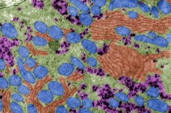 Electron Microscopy Unit