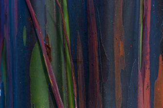 Rainbow Eucalyptus Tree