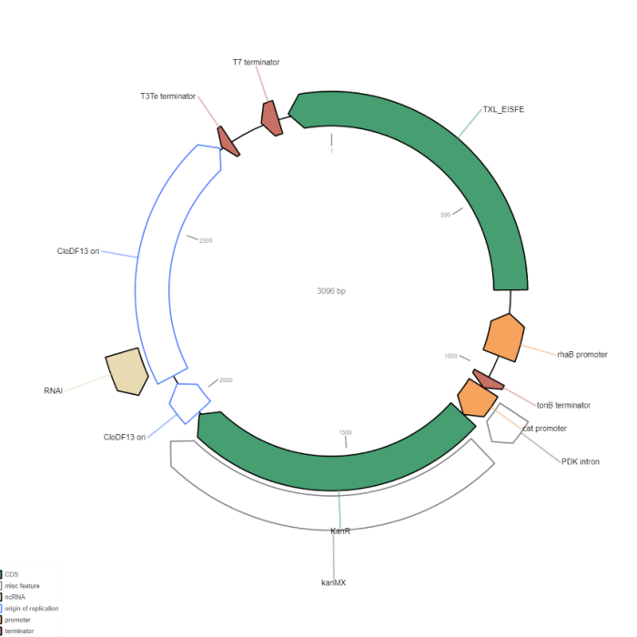 Diagram of an assembled plasmid