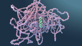 An illustration of the molecular structures of siRNA and vaccine mRNA highlighting size differences between the two