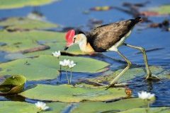 Photo of a water bird walking on lilys