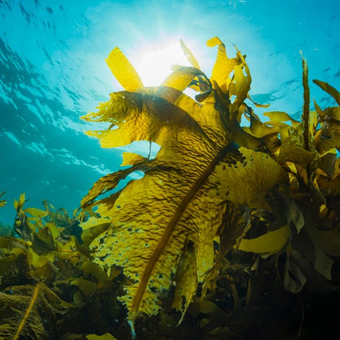 Underwater forest of light brown kelp seaweed