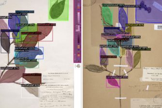 Scanned image of plant specimens